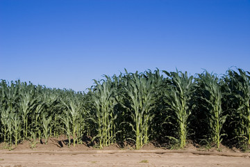 Fototapeta premium cornfield