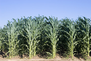 Obraz premium cornfield