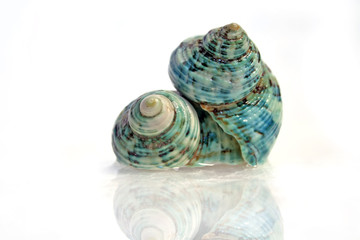 Two Shells.