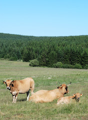 Vaches Aubrac