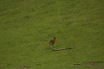 reh © Petra Kohlstädt