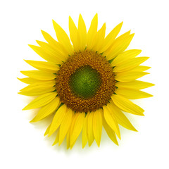 Sunflower flower isolated on white background