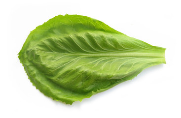 Lettuce crisp leaf