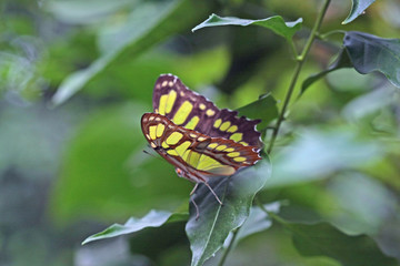 Obraz premium Schmetterling