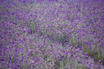Lilienplantage in Korea © Angelika Bentin