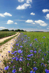 Road through summer countryside