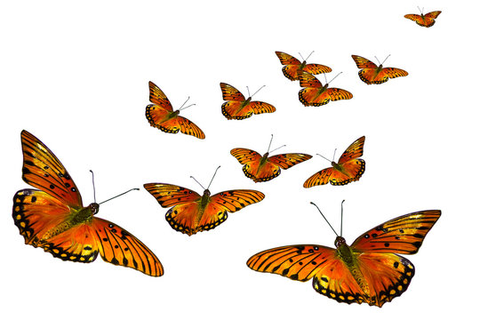 Butterflies Flying Images – Browse 801,120 Stock Photos, Vectors