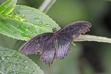 Obraz premium schmetterling