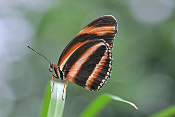 schmetterling