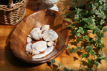 sea shells and ivy
