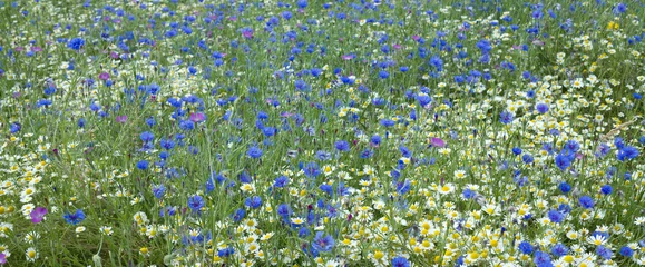 Cercles muraux Marguerites summer meadow