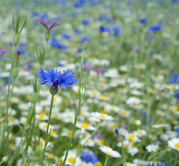 summer meadow background with cornflower