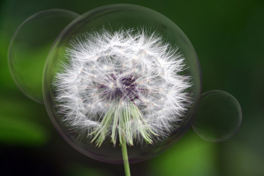 Fototapeta Dandelion Bubbles