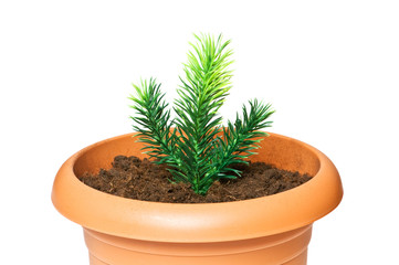 Green sapling growing in the clay pot