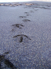 strandspuren