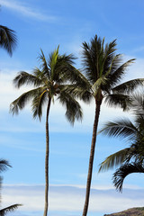 Fototapeta na wymiar Coconut Trees on the Beach