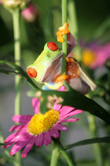 red eyed tree frog - 8268876