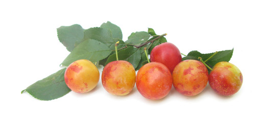 Plums with leaves
