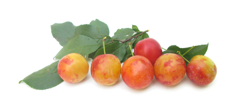 Plums with leaves