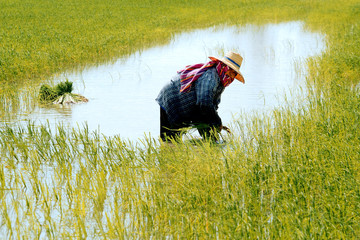 Paysan au travail dans la riziere