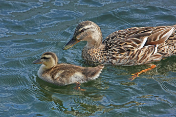 Fototapeta premium Ente