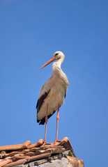 Stork