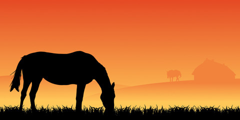 horse on pasture