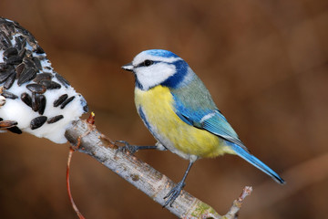 Fototapeta premium blue tit