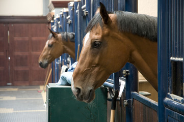 Two horses with the head outside of the stable