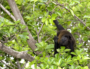 Monkey in Tree Looking Up