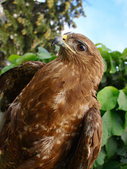 buzzard