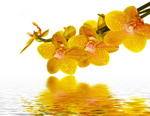 Orchid flower petals reflecting in water