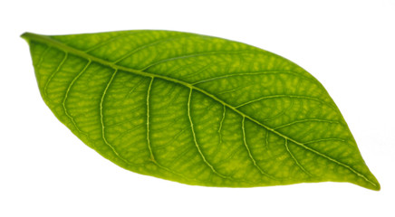Green Leaf Macro