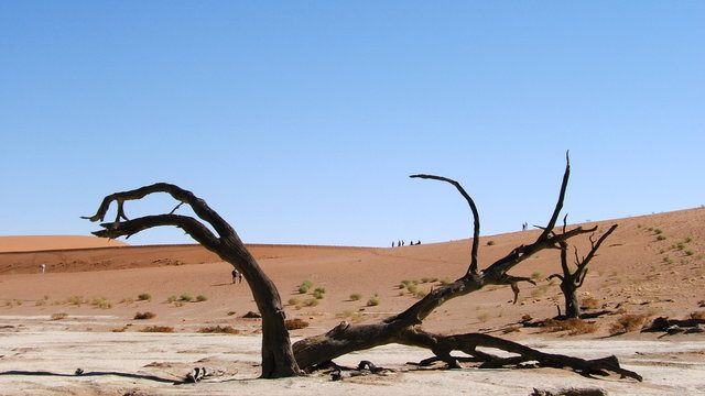 Arbre millénaire en Namibie