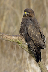 Common Buzzard