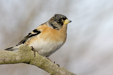 Brambling