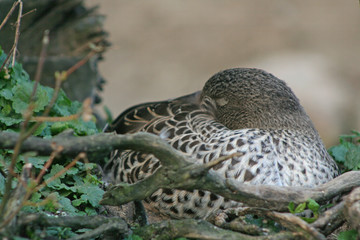 Fototapeta premium Ente