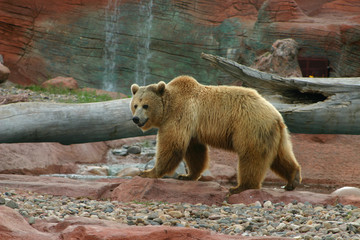 Grizzly Bear with Waterfall