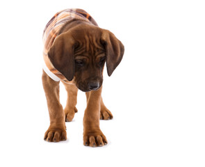 Rhodesian Ridgeback