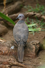Speckled Dove