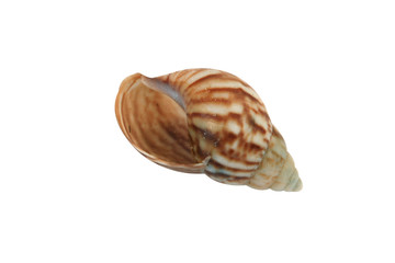 Sea Shell