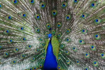 Obraz premium Peacock peafowl with his tail feathers