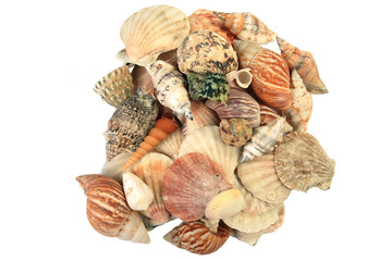 Sea Shells