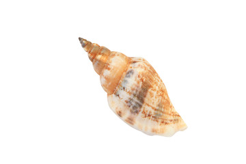 Sea Shell