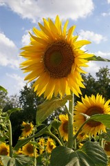 Naklejka premium tournesol