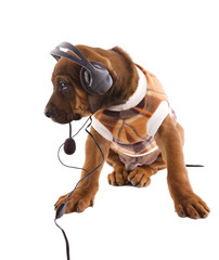 Musical  Ridgeback