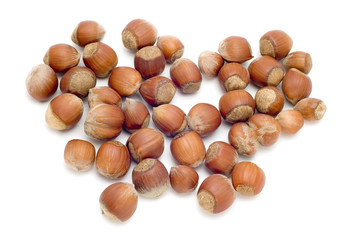 hazel nut macro