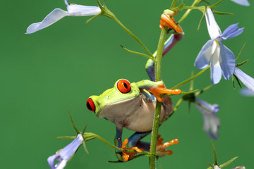 red eyed tree frog - 8284228