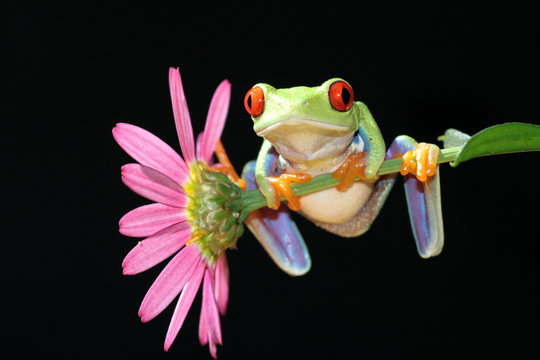 red eyed tree frog