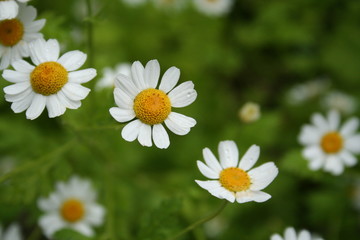 White Flowers Background